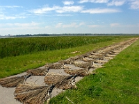 Geschnittenes Reed zum trocknen ausgelegt am Nordufer der Elbe